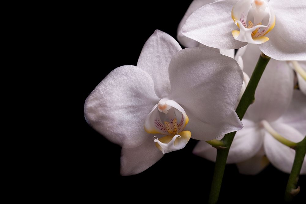 Orchidee III art print by Volker Brosius for $57.95 CAD