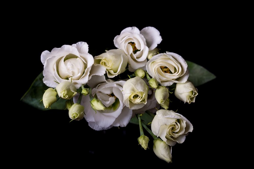 Rosen in weiss art print by Volker Brosius for $57.95 CAD