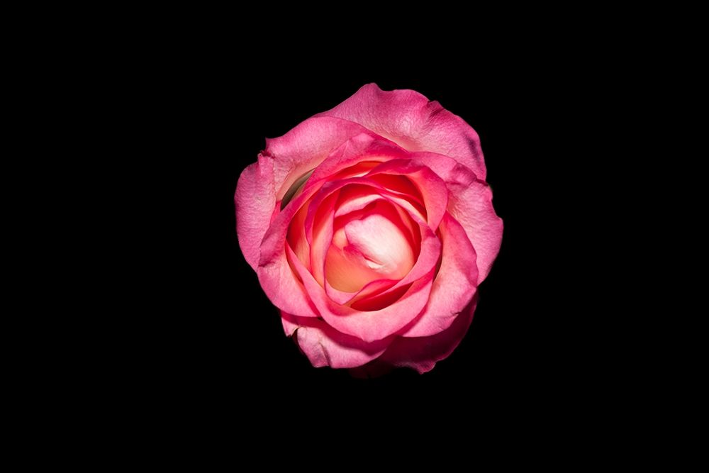 Rose III art print by Volker Brosius for $57.95 CAD