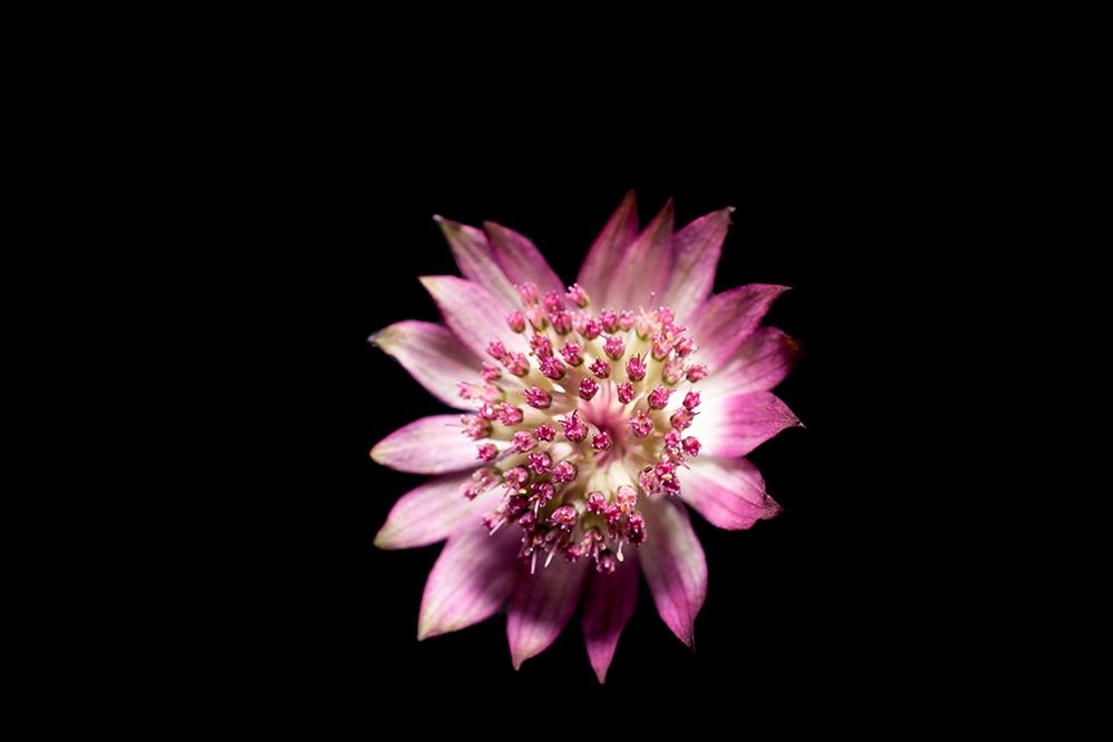 Blute lila art print by Volker Brosius for $57.95 CAD