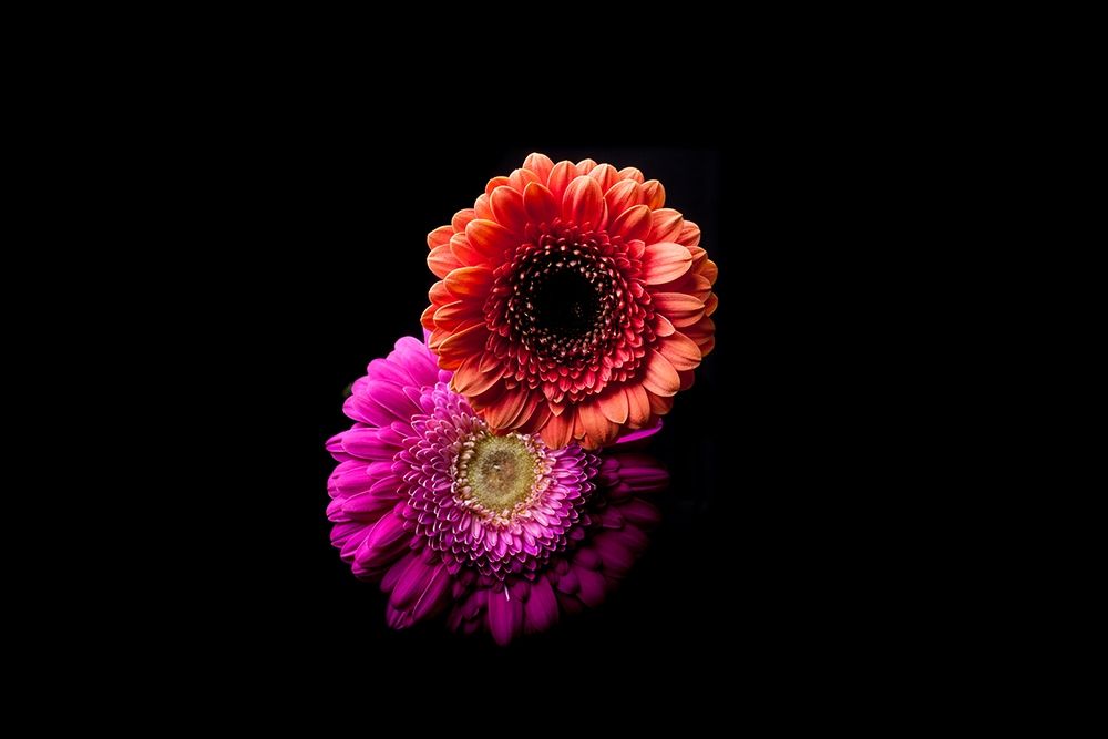Gerbera Duo art print by Volker Brosius for $57.95 CAD