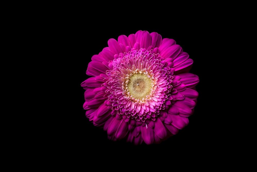 Gerbera lila art print by Volker Brosius for $57.95 CAD