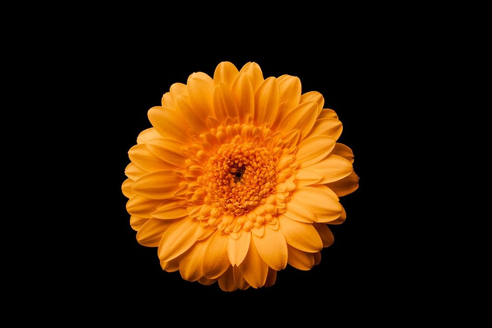 Gerbera gelb art print by Volker Brosius for $57.95 CAD