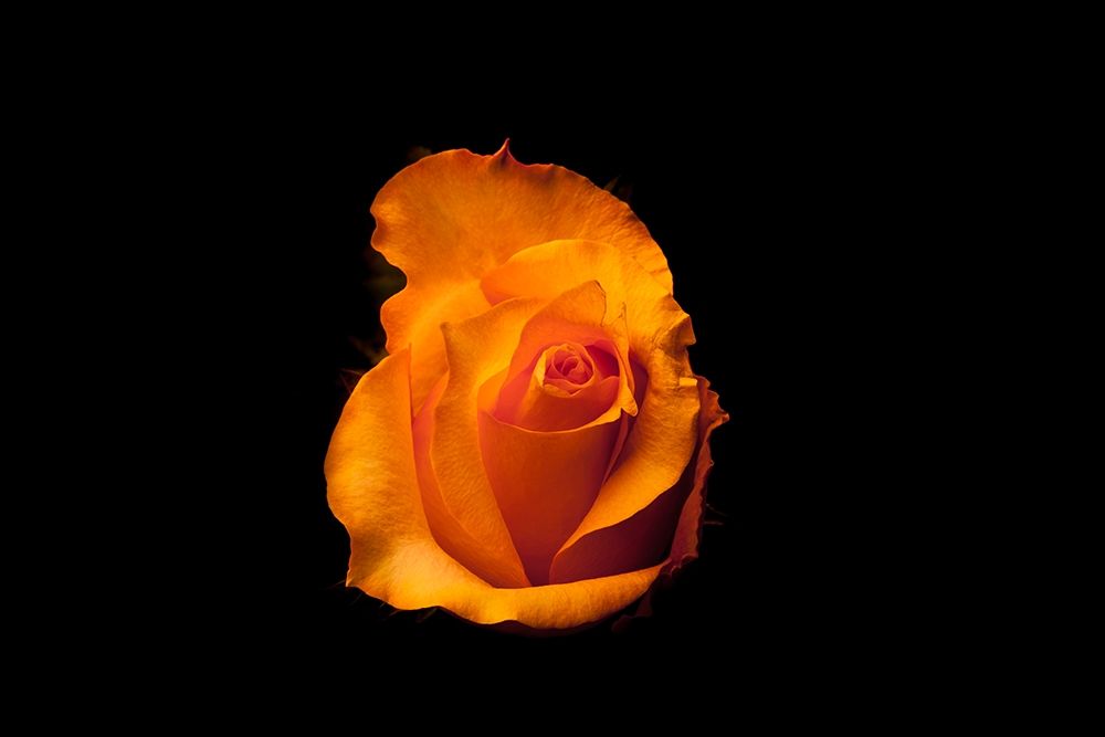 Rose gelb I art print by Volker Brosius for $57.95 CAD