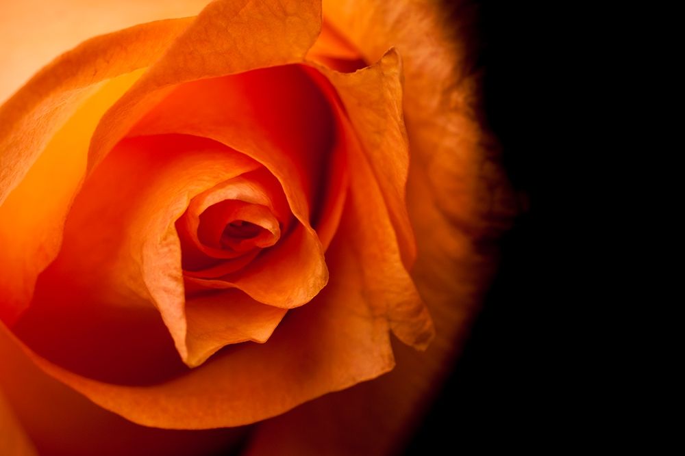 Rose gelb I art print by Volker Brosius for $57.95 CAD