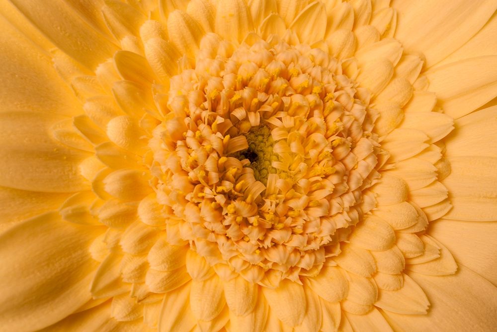 Gerbera nah art print by Volker Brosius for $57.95 CAD