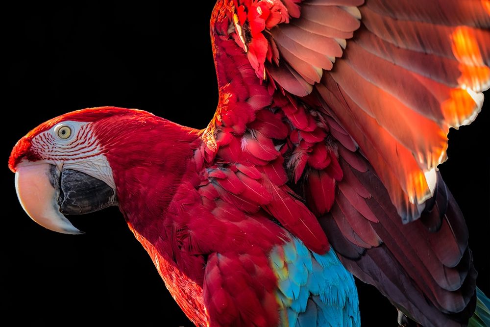 Parrot Wings art print by Ronin for $57.95 CAD