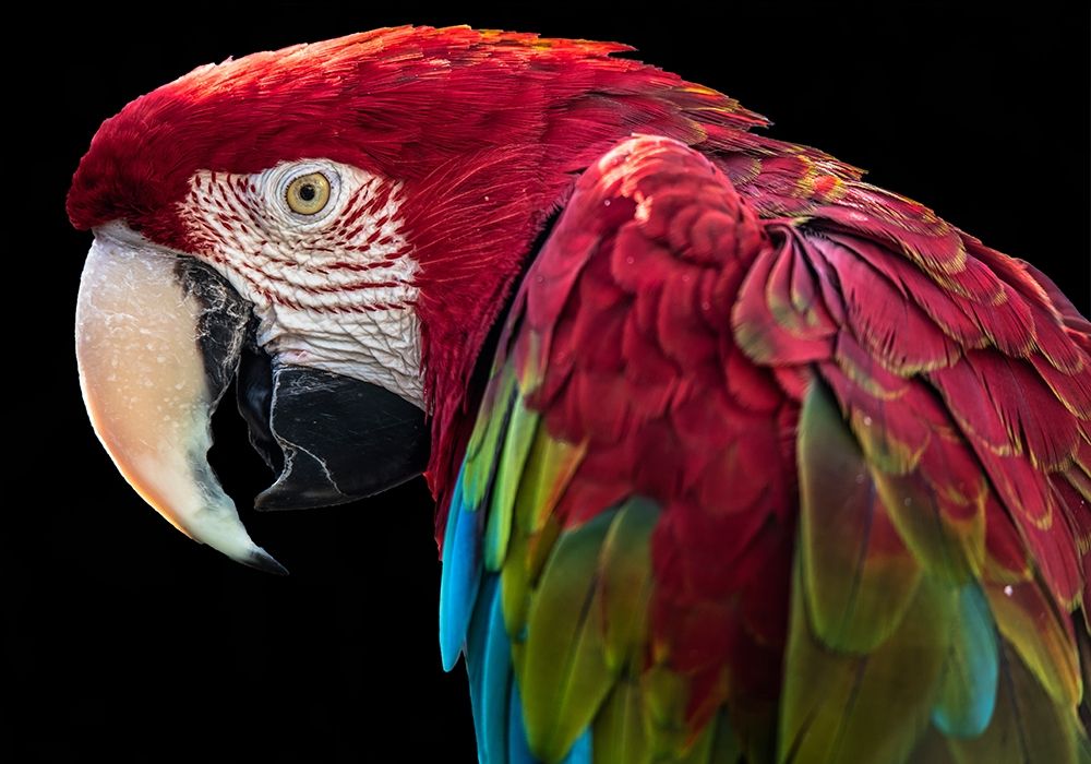 Ara Parrot art print by Ronin for $57.95 CAD