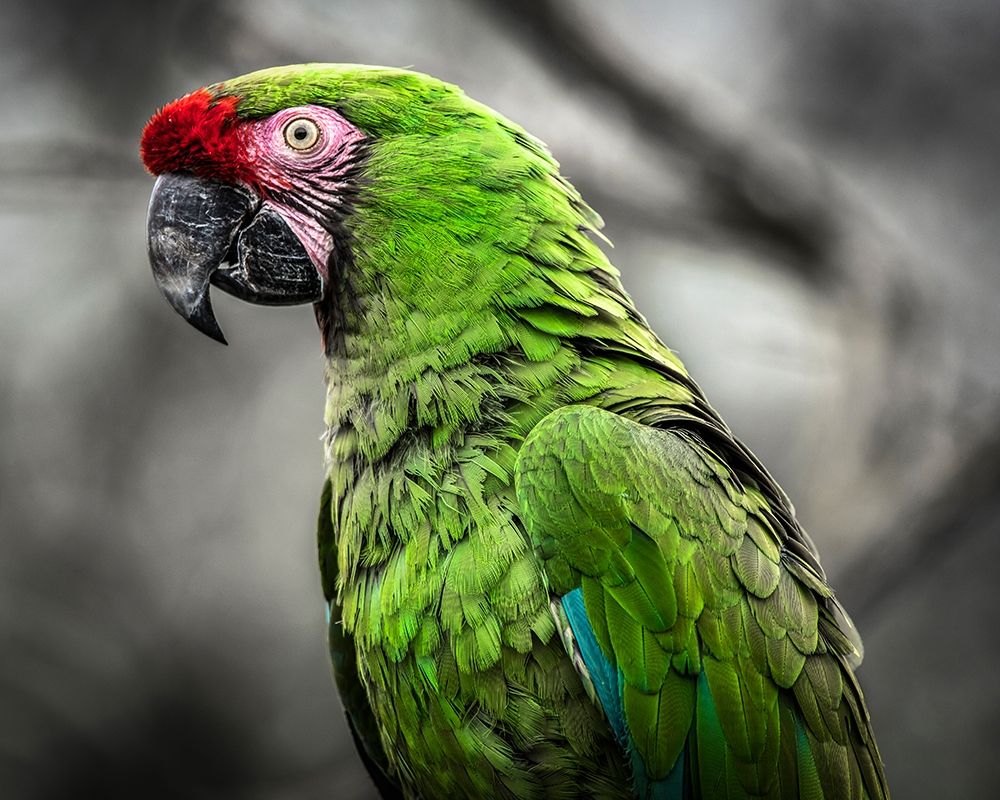 Green Ara Parrot art print by Ronin for $57.95 CAD