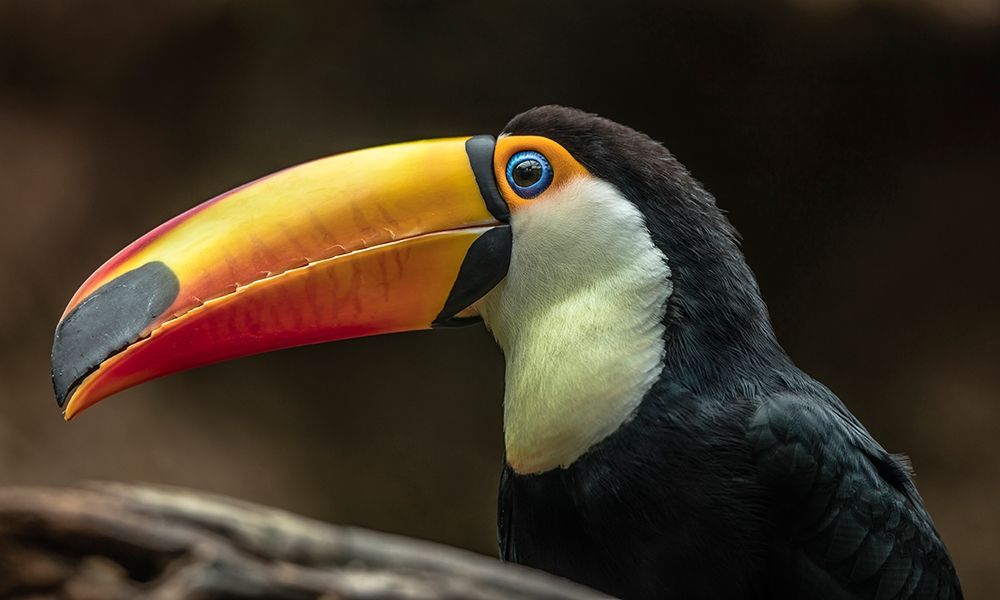 The Toucan art print by Ronin for $57.95 CAD