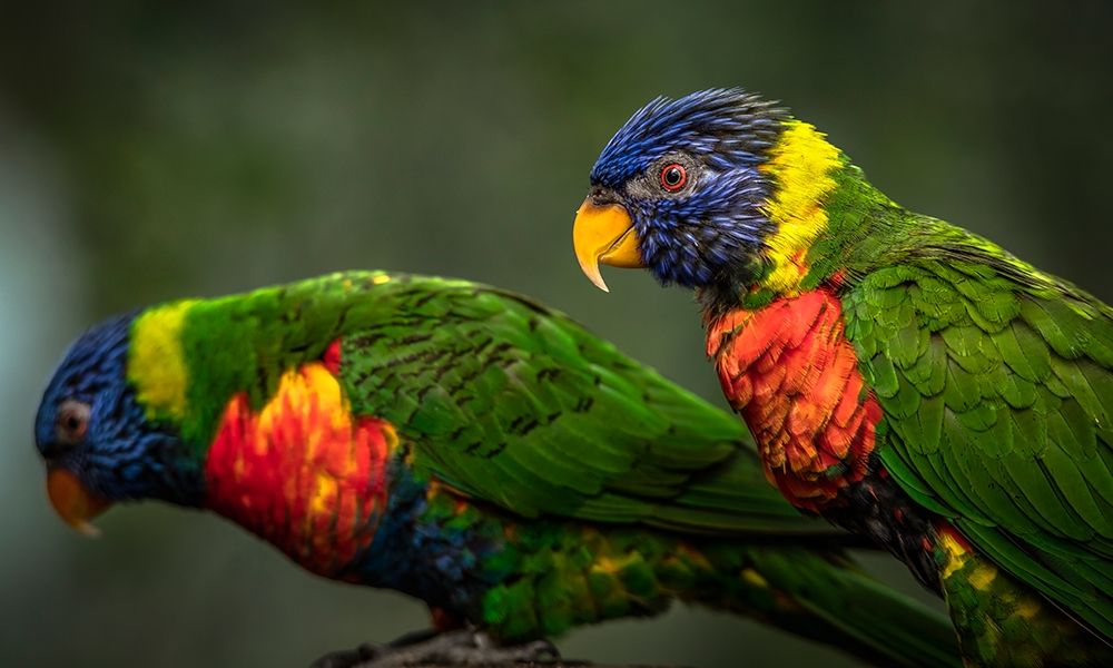 Green Birds art print by Ronin for $57.95 CAD