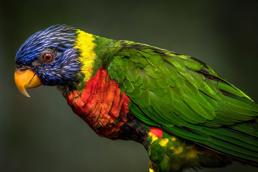 Green Bird art print by Ronin for $57.95 CAD