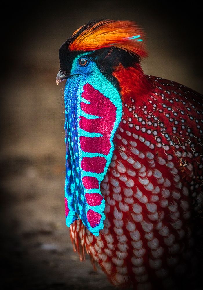 Tropical Bird art print by Ronin for $57.95 CAD