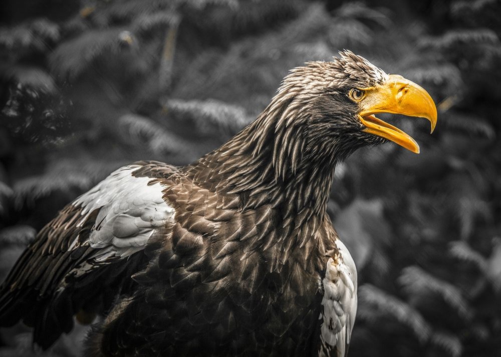 Stellar Eagle art print by Ronin for $57.95 CAD