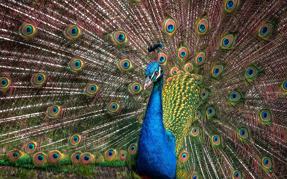 The Peacock art print by Ronin for $57.95 CAD