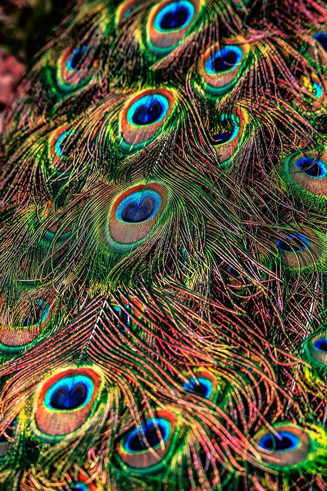 Peacock Feathers art print by Ronin for $57.95 CAD
