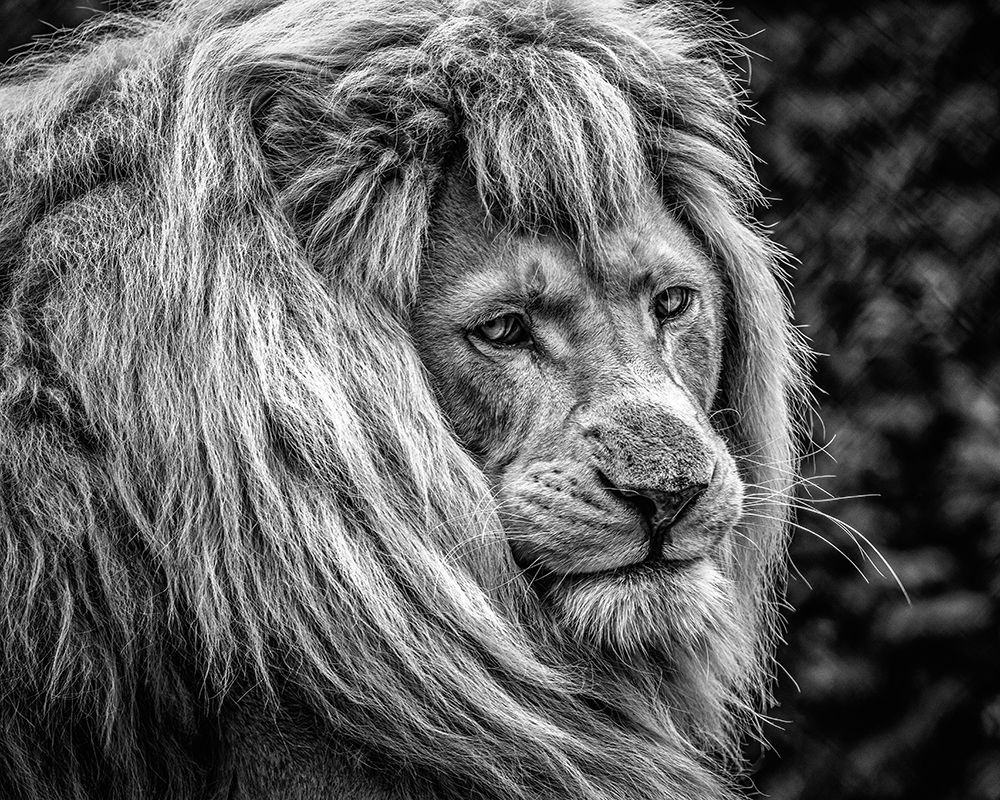 the male Lion art print by Ronin for $57.95 CAD