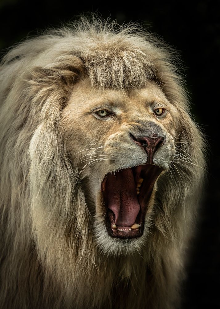 The Lion Roars art print by Ronin for $57.95 CAD