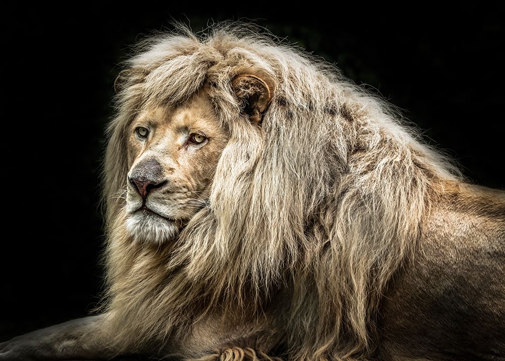 The white Lion art print by Ronin for $57.95 CAD
