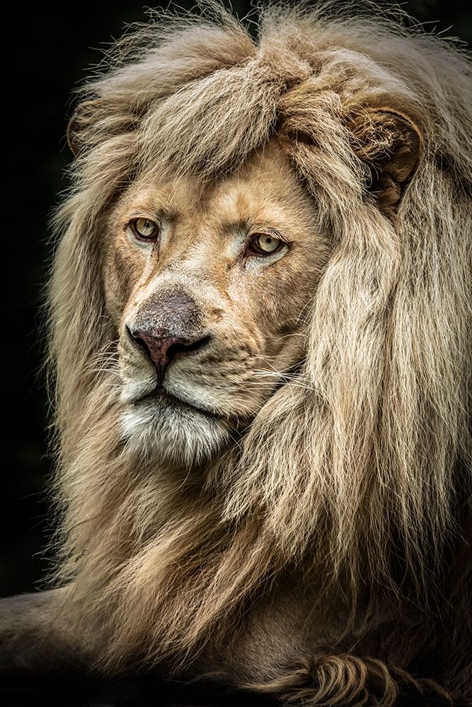The white Lion II art print by Ronin for $57.95 CAD