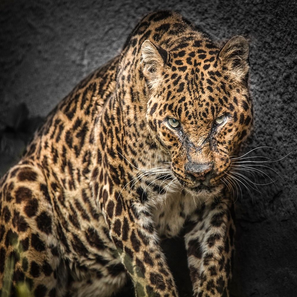 The Jaguar art print by Ronin for $57.95 CAD