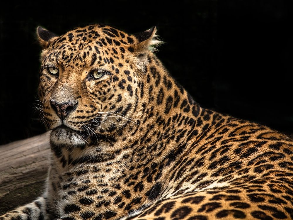 The Jaguar II art print by Ronin for $57.95 CAD
