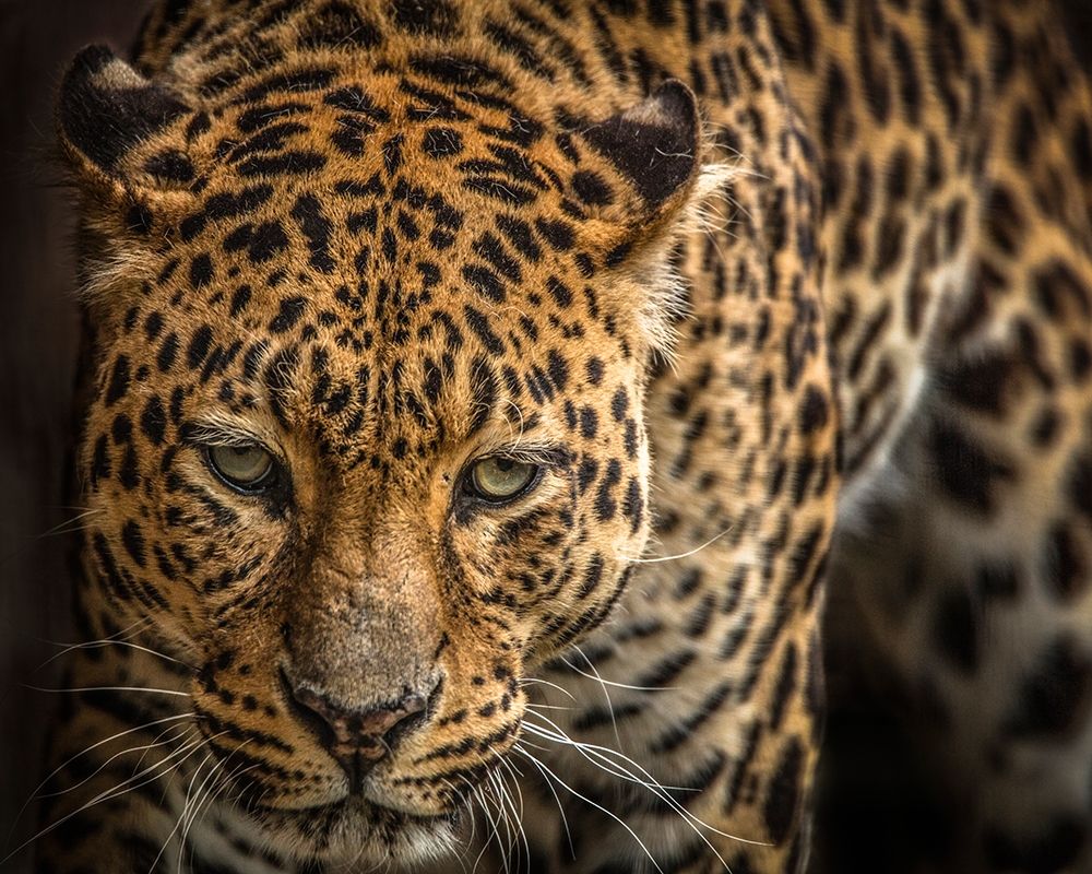 The Jaguar III art print by Ronin for $57.95 CAD