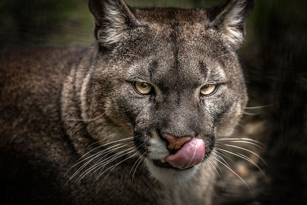 The Puma art print by Ronin for $57.95 CAD
