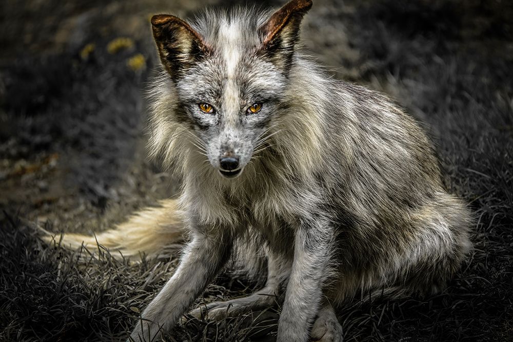 Silver Fox art print by Ronin for $57.95 CAD