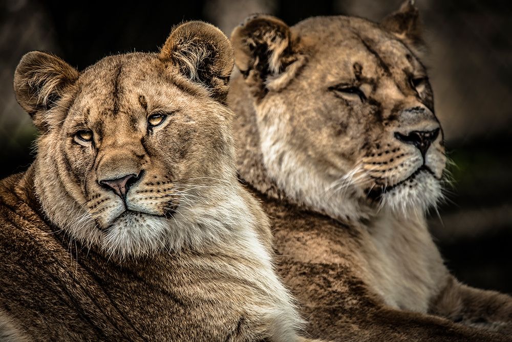 Lionesses art print by Ronin for $57.95 CAD