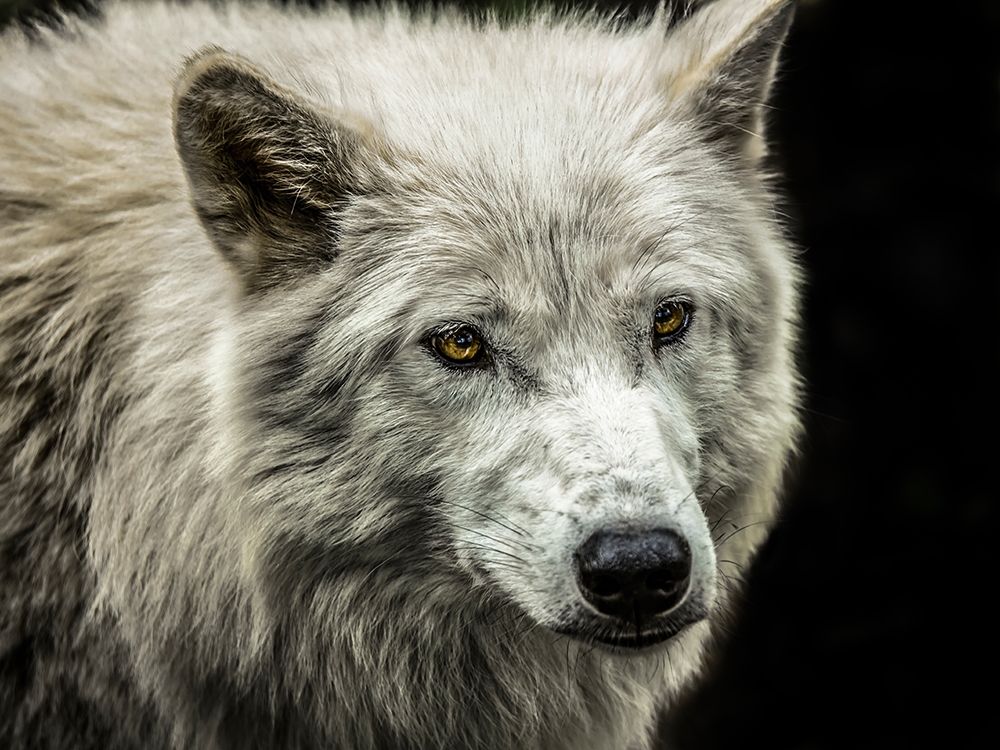 White Wolf art print by Ronin for $57.95 CAD