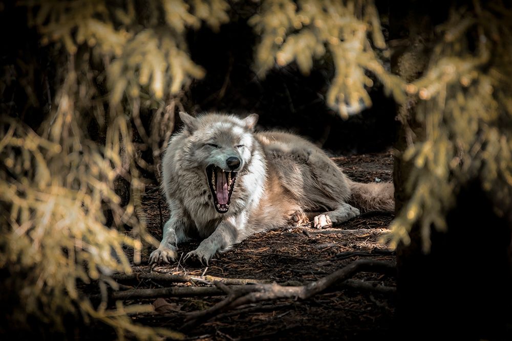 White Wolf II art print by Ronin for $57.95 CAD