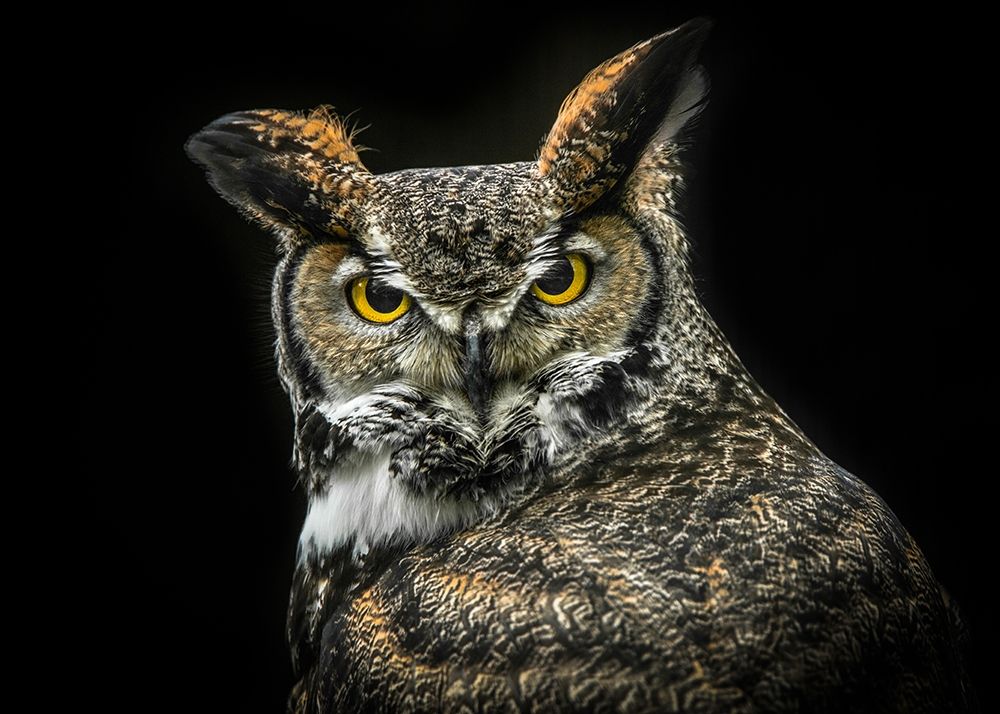 Wisdom Owl art print by Ronin for $57.95 CAD