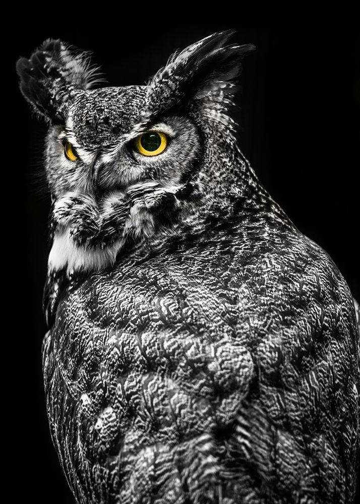 Wisdom Owl II art print by Ronin for $57.95 CAD