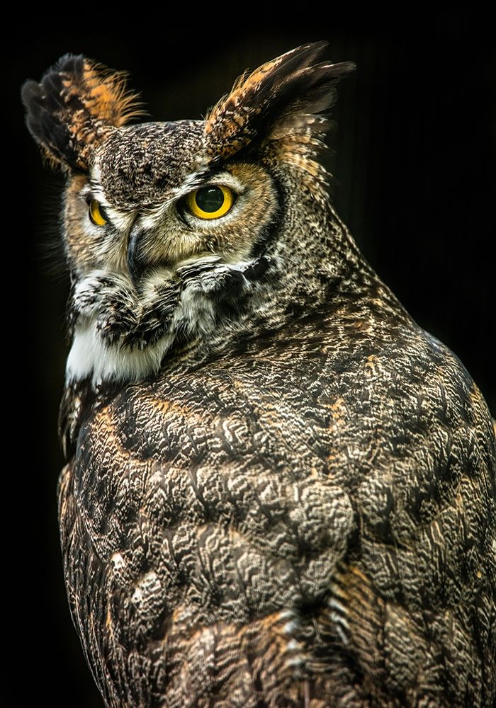 Wisdom Owl III art print by Ronin for $57.95 CAD