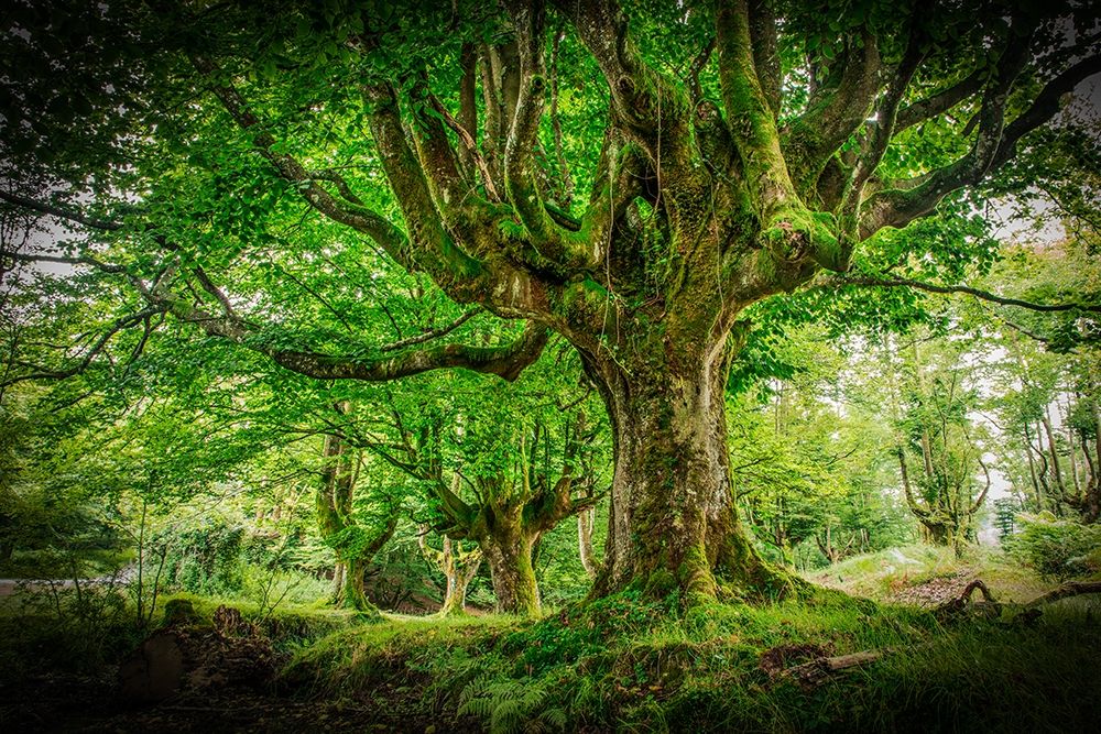 Otzarreta Forest I art print by Ronin for $57.95 CAD