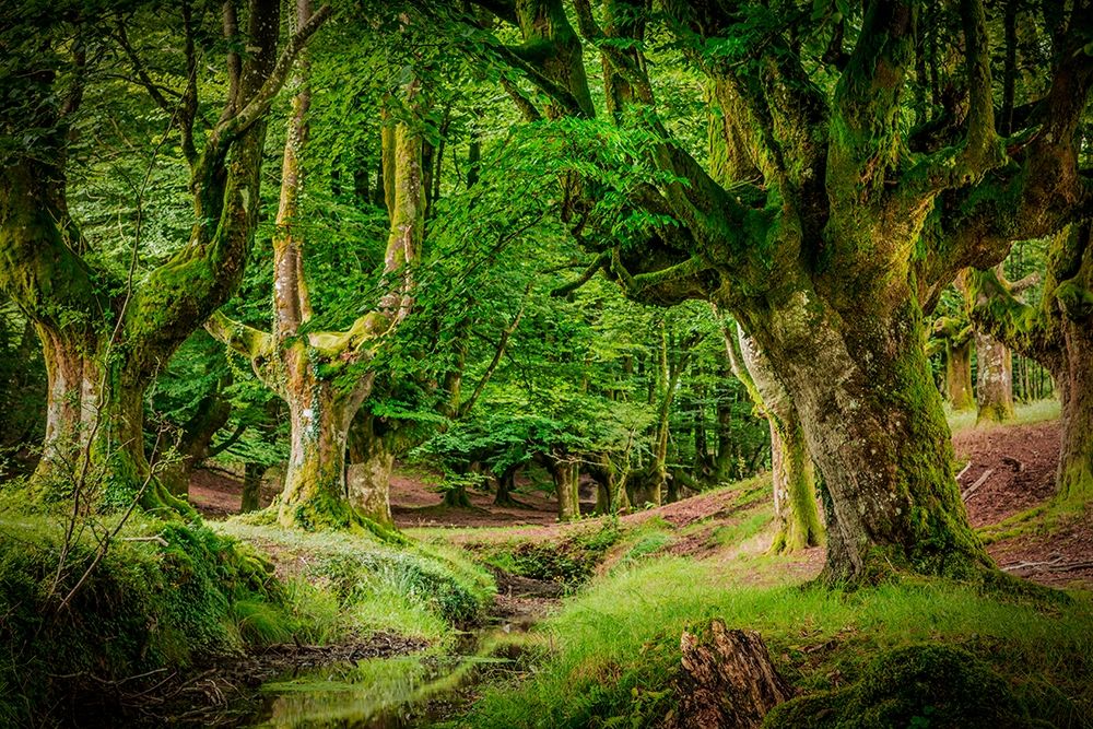 Otzarreta Forest II art print by Ronin for $57.95 CAD