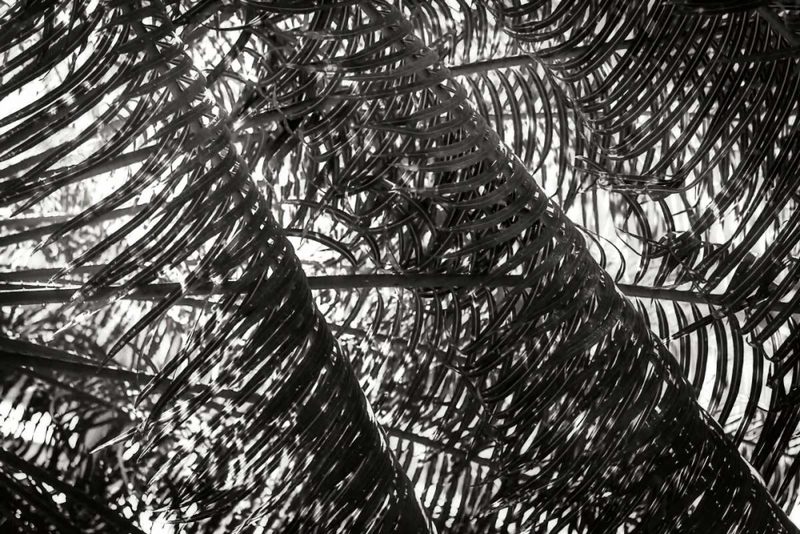 Palm in the Light art print by Alan Hausenflock for $57.95 CAD