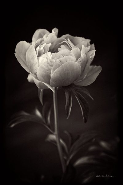Peony Dream I by Debra Van Swearingen