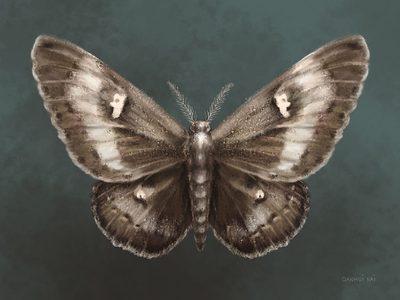 Nature prints and posters