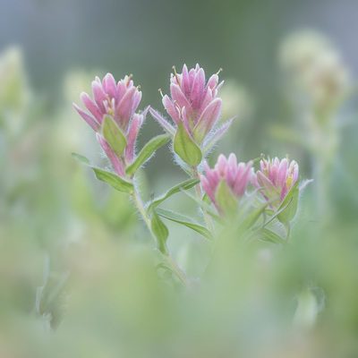 British Columbia Art prints and posters