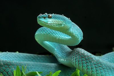 The Viper by Yan Hidayat