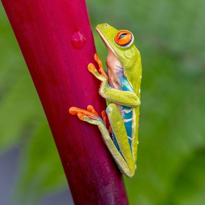 Agalychnis callidryas by Gennaro Di Noto