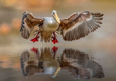 Touching the water by Marketa Zvelebil PhD