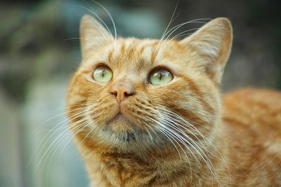 Ginger Cat by Engin Akyurt