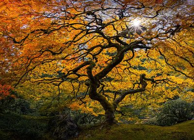 Japanese Maple Tree by Yanny Liu