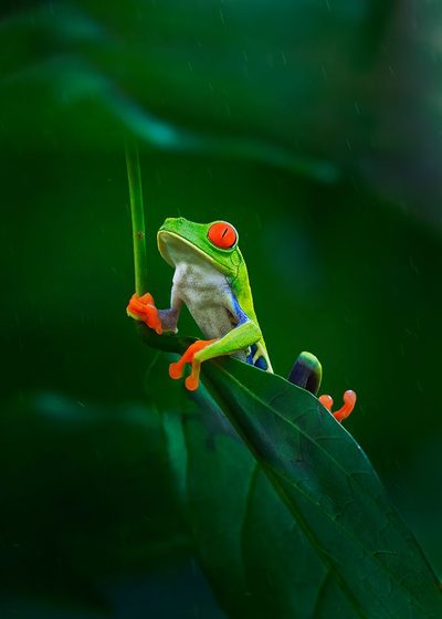 Pretend Under Umbrella by Qing Zhao