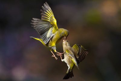 Flying Kiss on the forehead by Marco Redaelli
