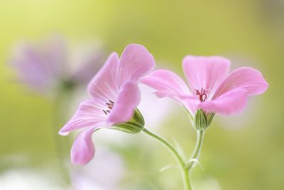 Pink Melody by Mandy Disher