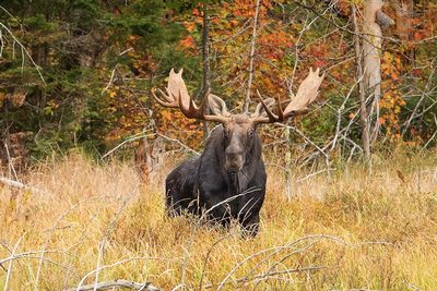 Animals & Wildlife prints and posters